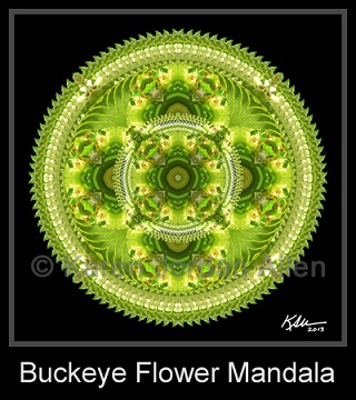 Buckeye Flower Mandala