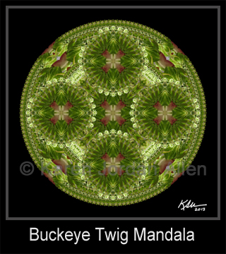 Buckeye Twig Mandala