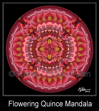 Flowering Quince Mandala