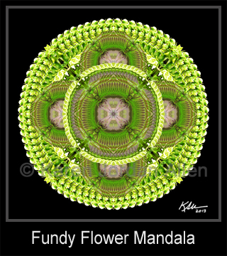 Fundy Flower Mandala