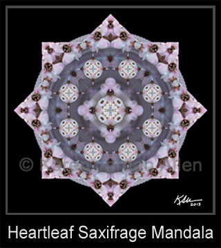 Heartleaf Saxifrage Mandala