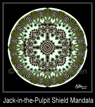 Jack-in-the-Pulpit Shield Mandala