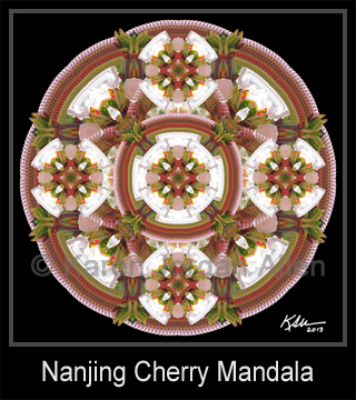 Nanjing Cherry Mandala