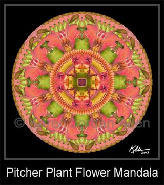 Pitcher Plant Flower Mandala