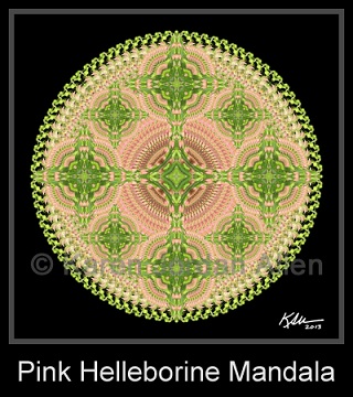 Pink Helleborine Mandala