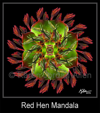 Red Hen Mandala