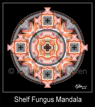 Shelf Fungus Mandala