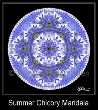 Summer Chicory Mandala