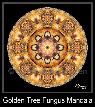 Golden Tree Fungus Mandala